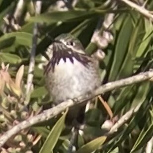 Calliope Hummingbird - Justyn Stahl