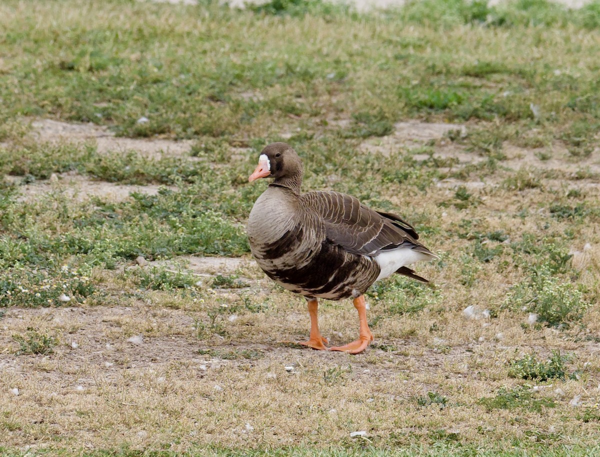 Greater White-fronted Goose - Yve Morrell