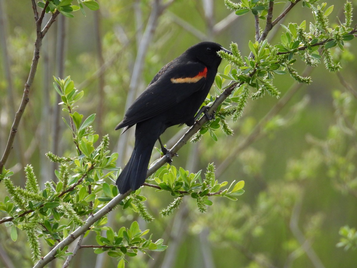 Red-winged Blackbird - Edward Jordan