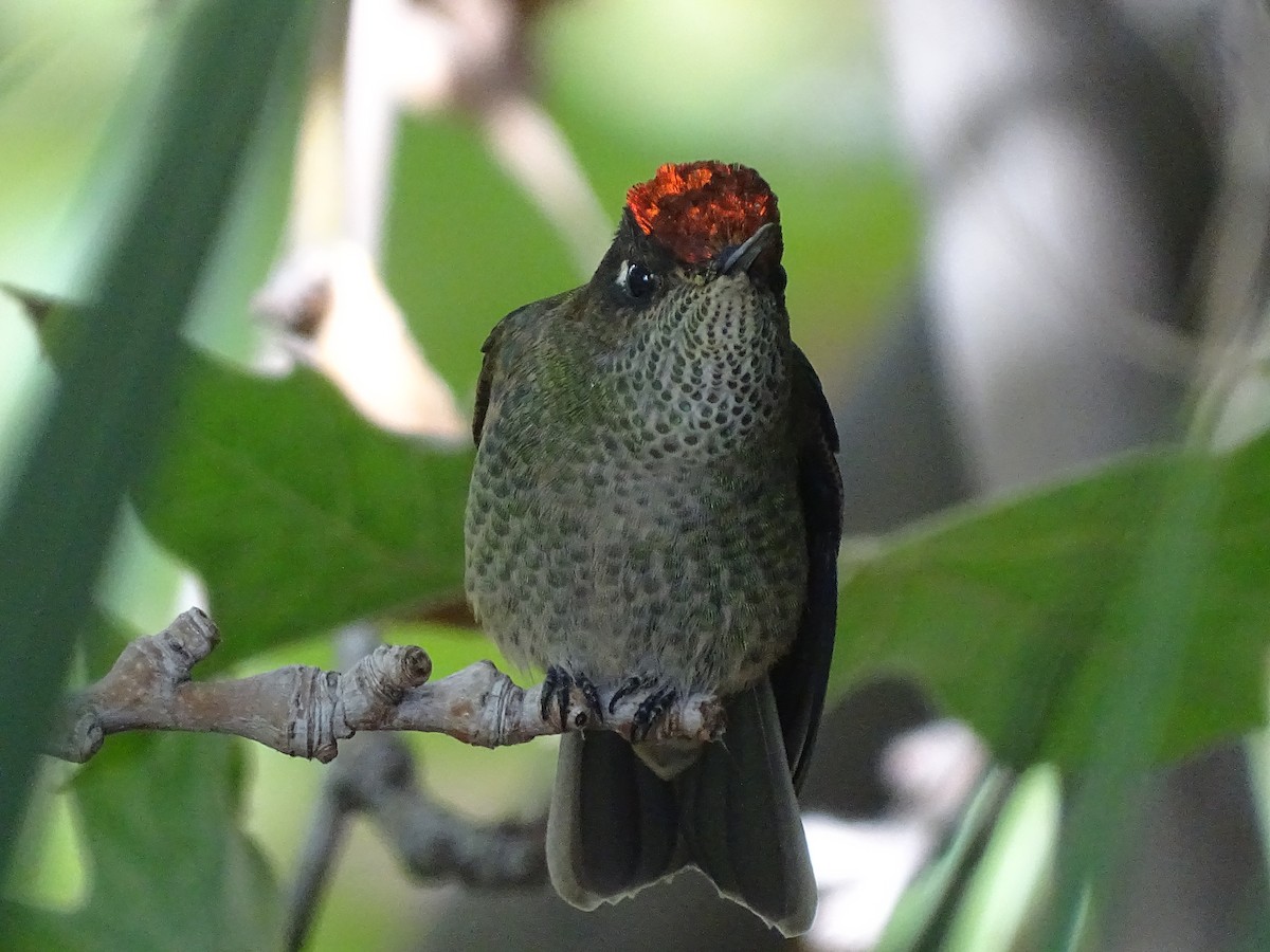 Green-backed Firecrown - ML617663154