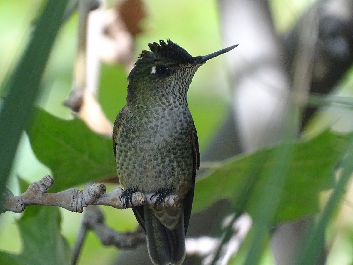 Green-backed Firecrown - ML617663166