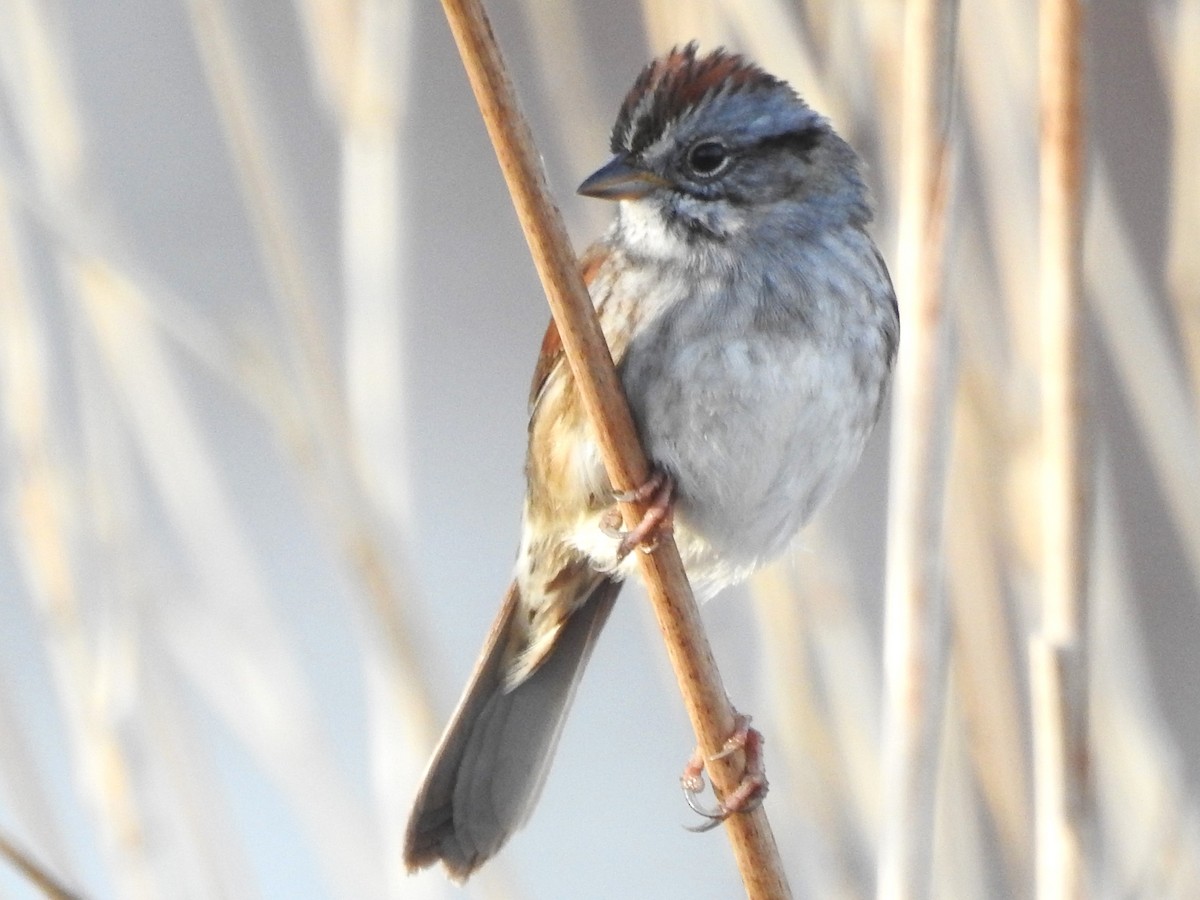 Swamp Sparrow - ML617663181