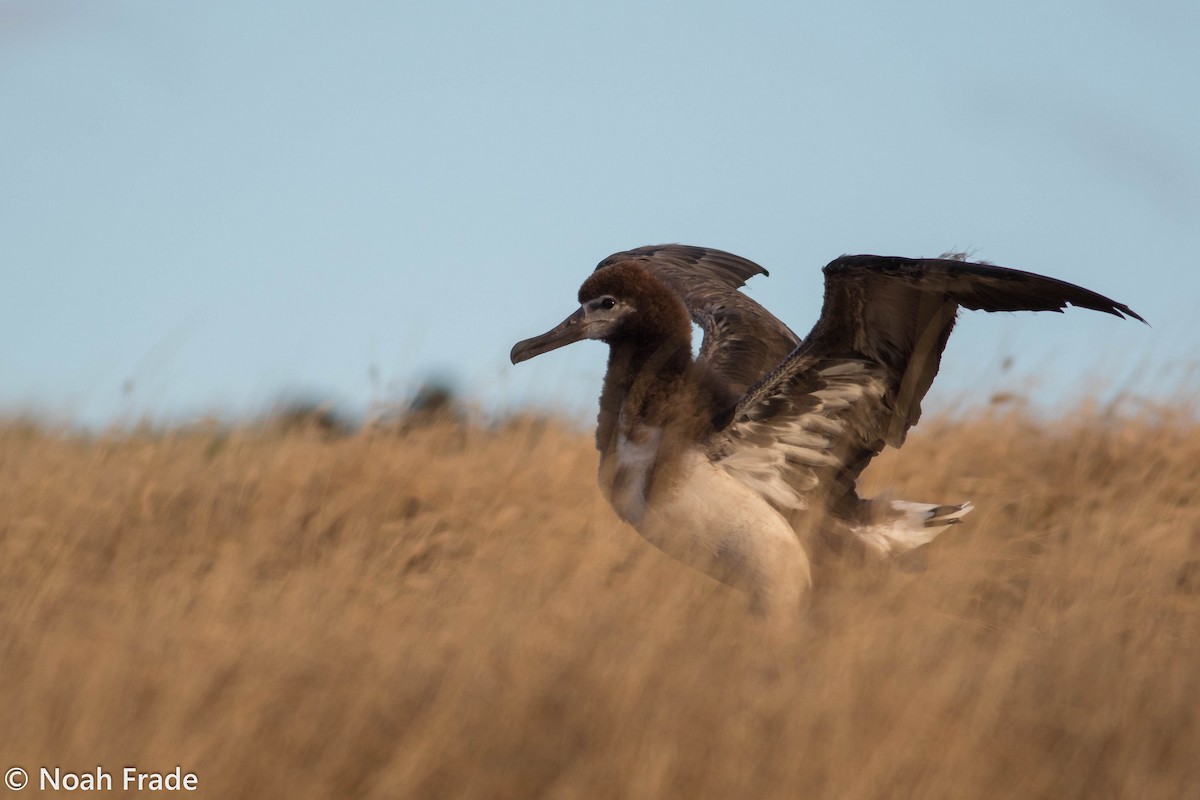 Laysan Albatross - Noah Frade