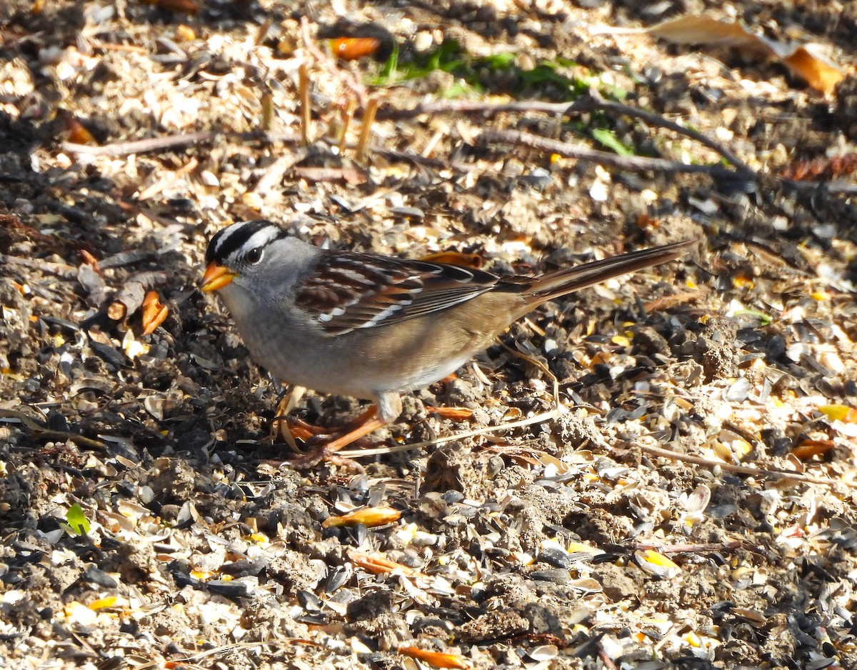 White-crowned Sparrow - Jan Thom