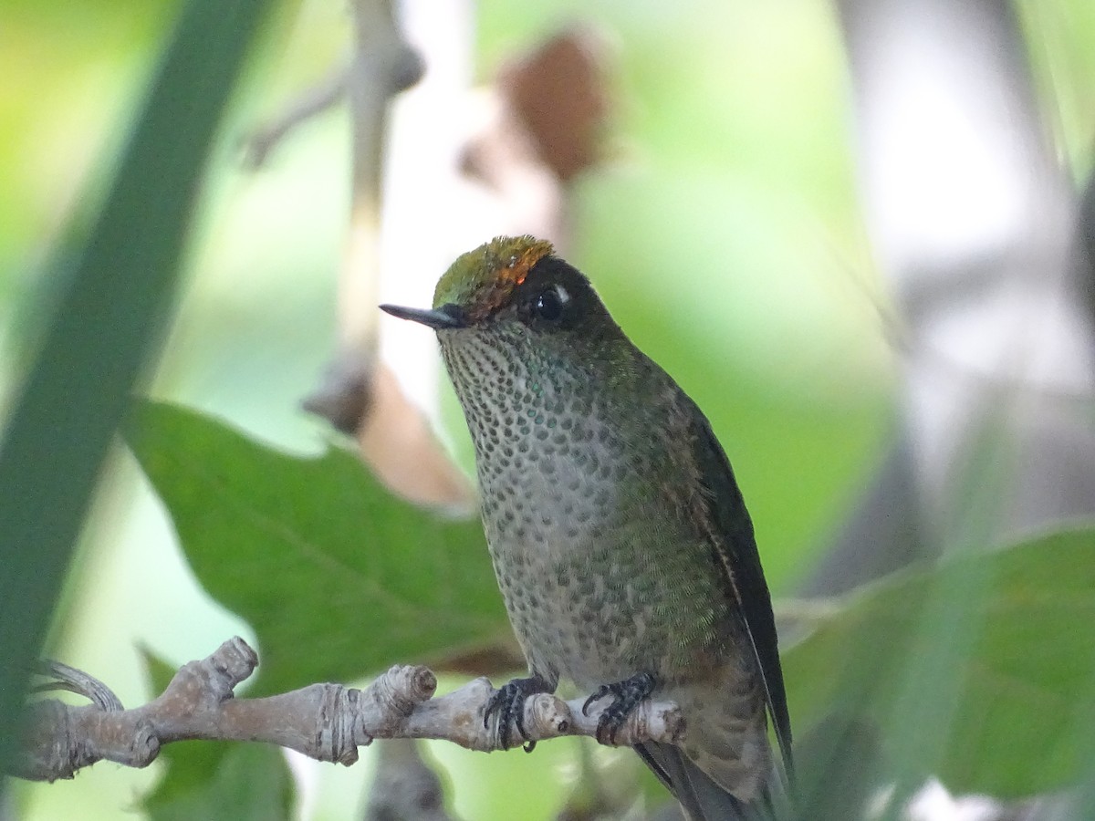 Green-backed Firecrown - ML617663242