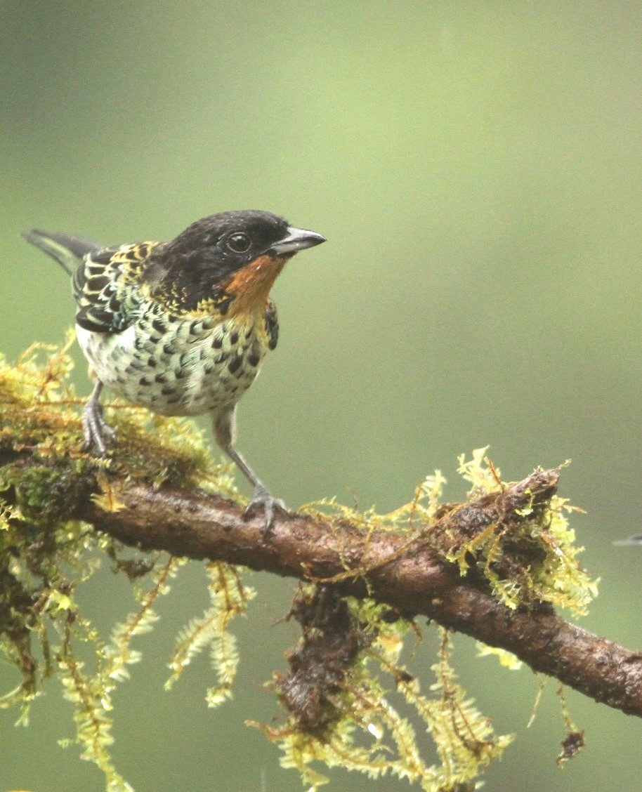 Rufous-throated Tanager - ML617663248
