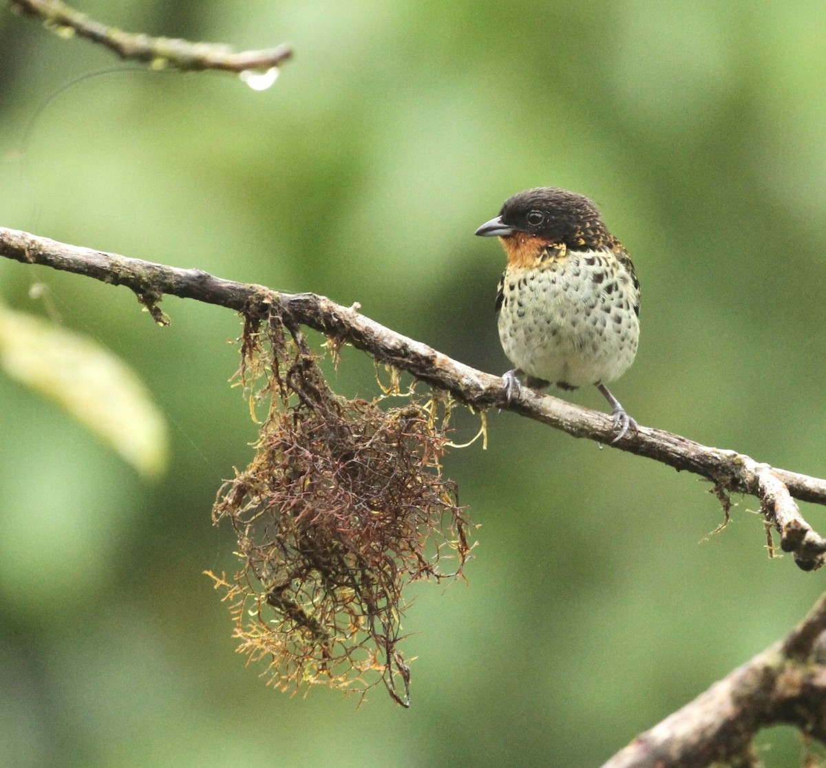 Rufous-throated Tanager - ML617663261