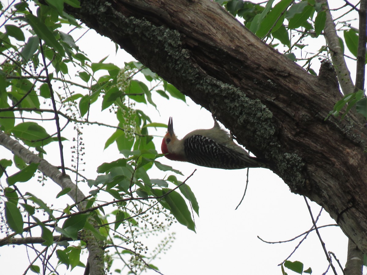 Red-bellied Woodpecker - ML617663281