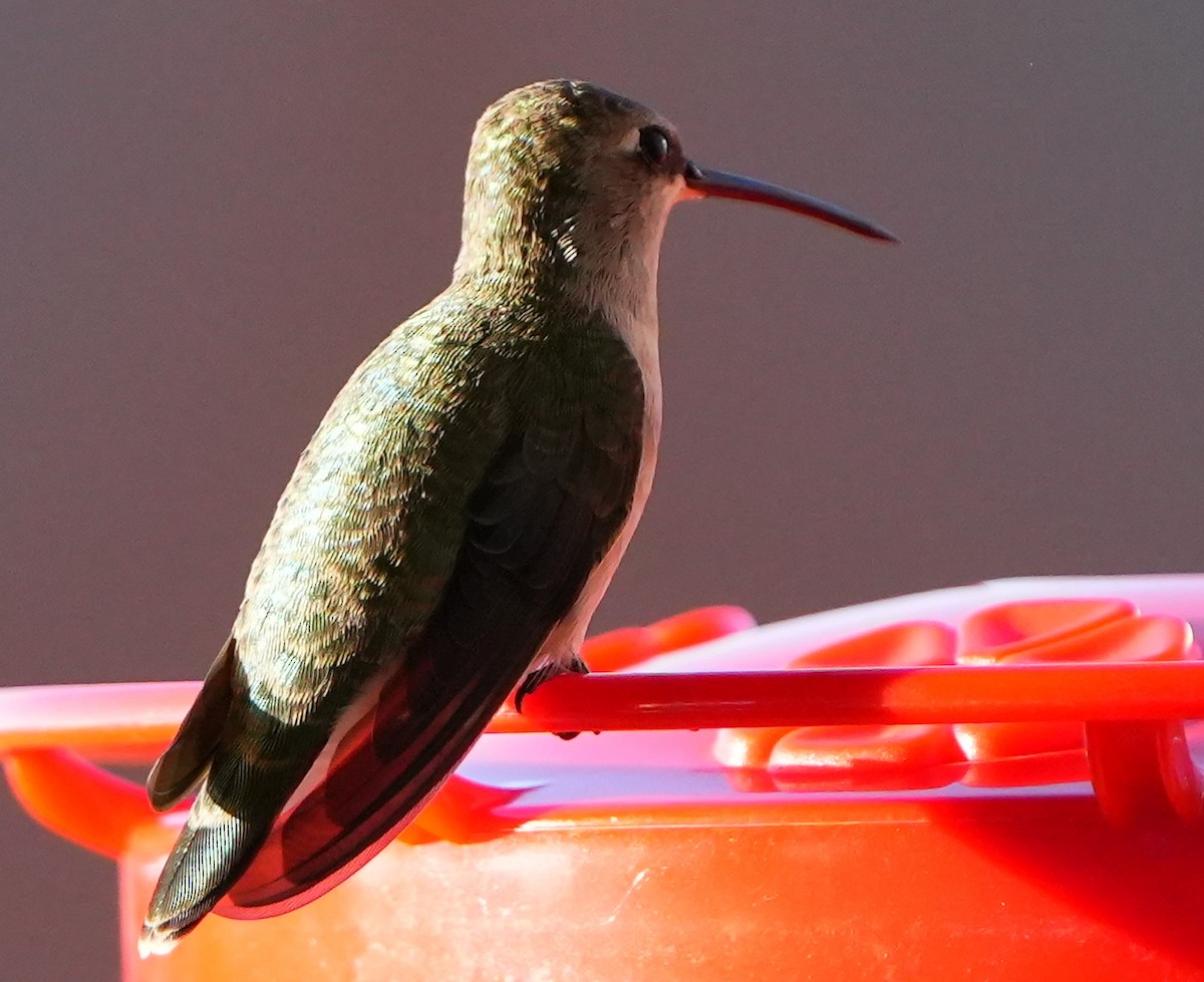 Black-chinned Hummingbird - ML617663305