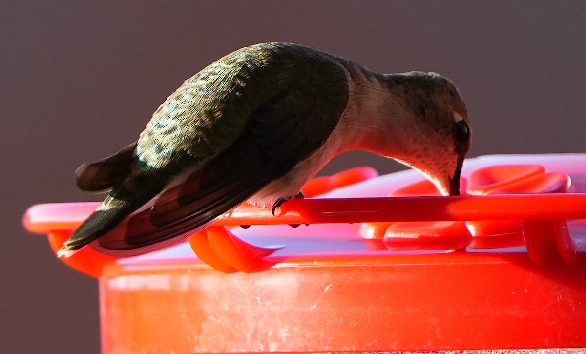 Black-chinned Hummingbird - ML617663314