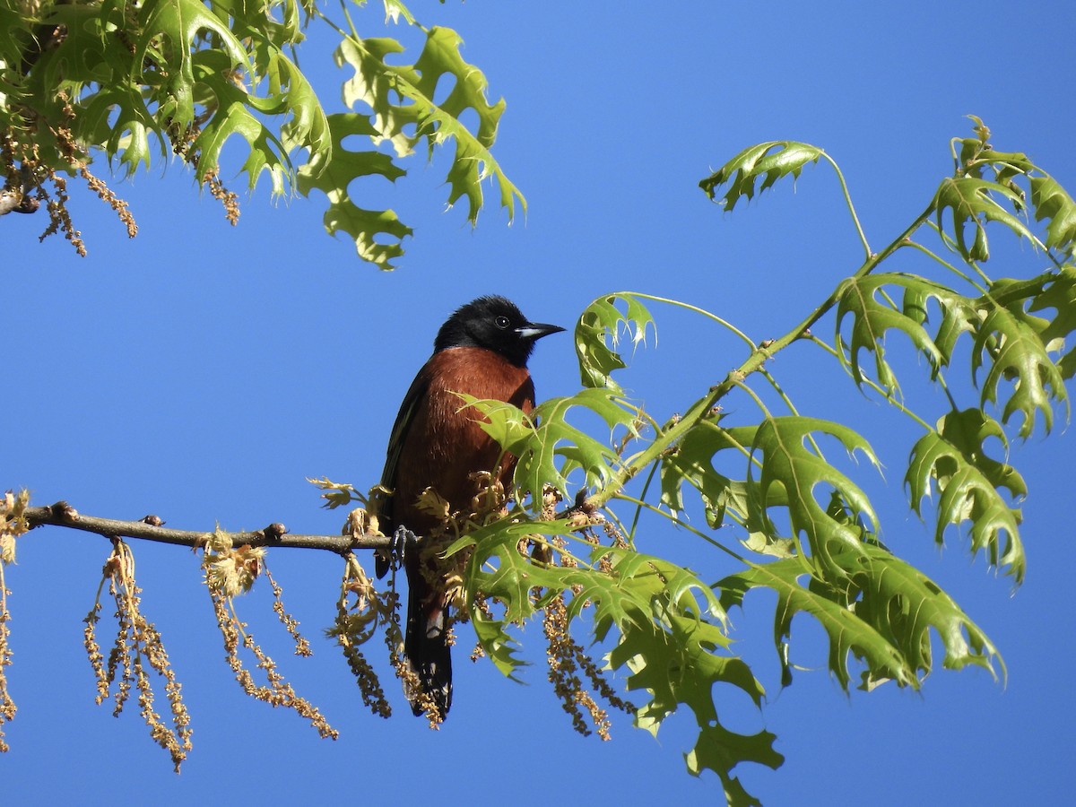 Orchard Oriole - ML617663358