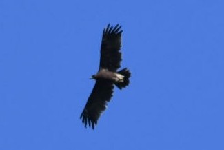 Greater Spotted Eagle - ML617663366
