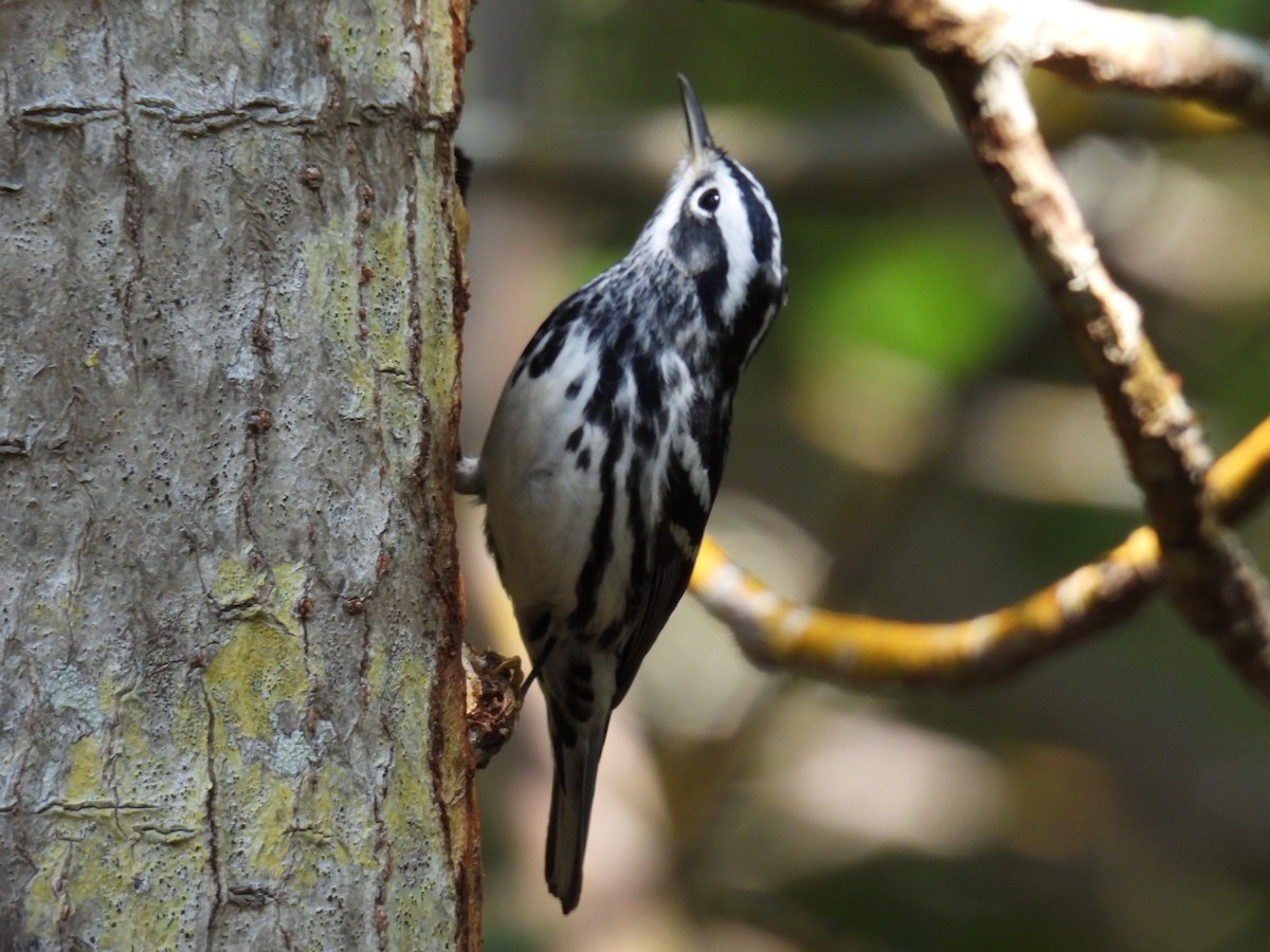 Black-and-white Warbler - ML617663377