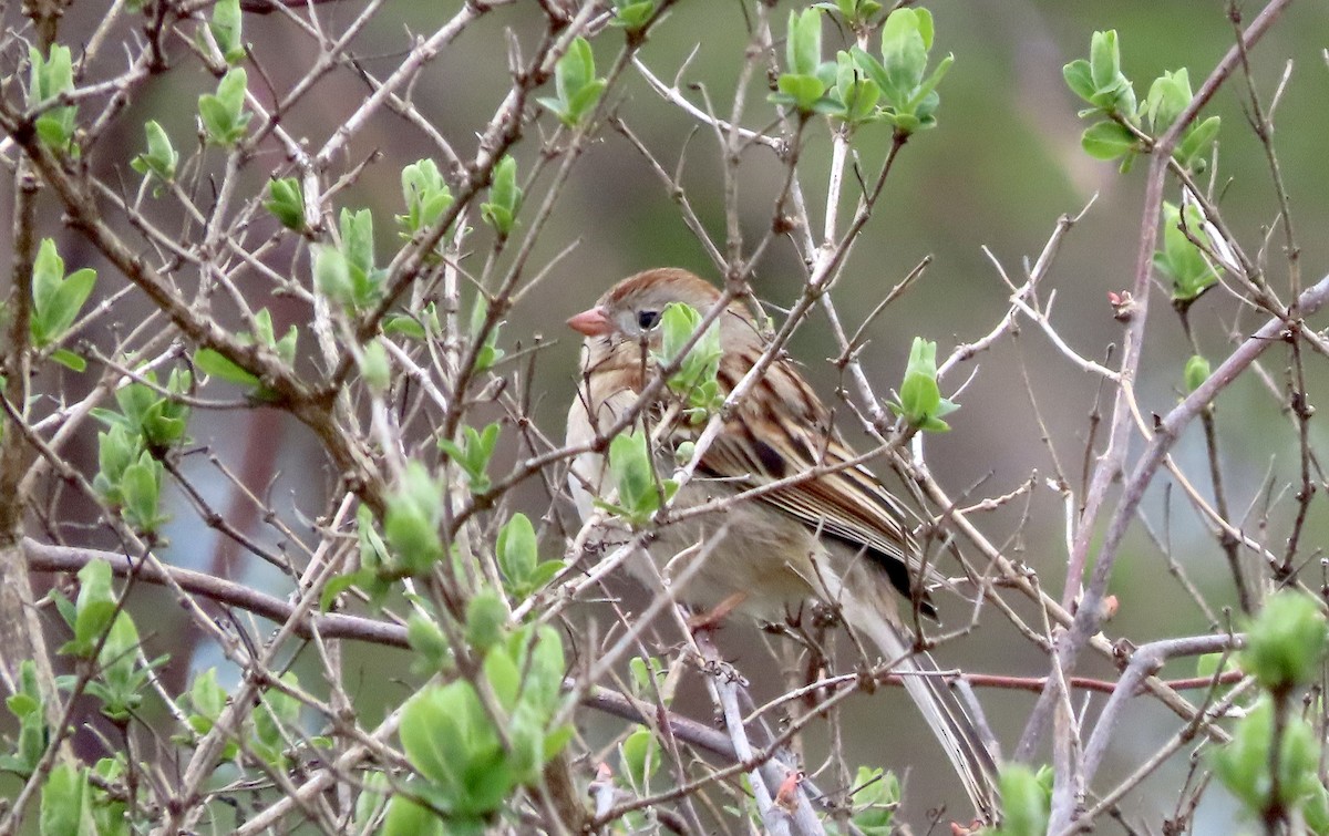 Field Sparrow - ML617663404