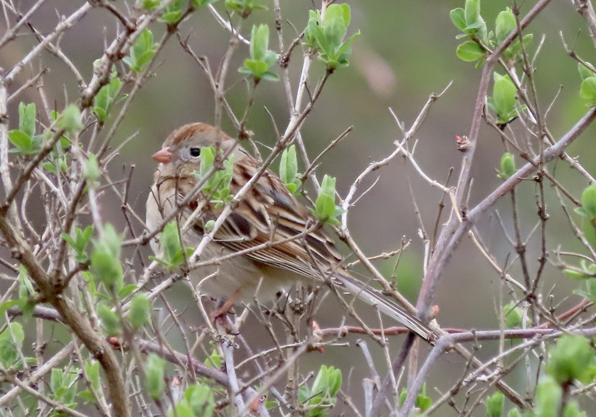 Field Sparrow - ML617663406