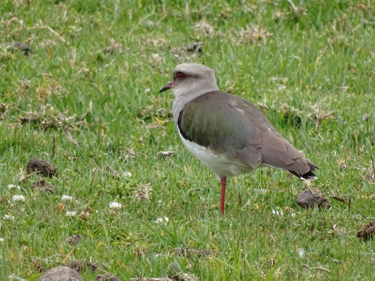 Andean Lapwing - ML617663414