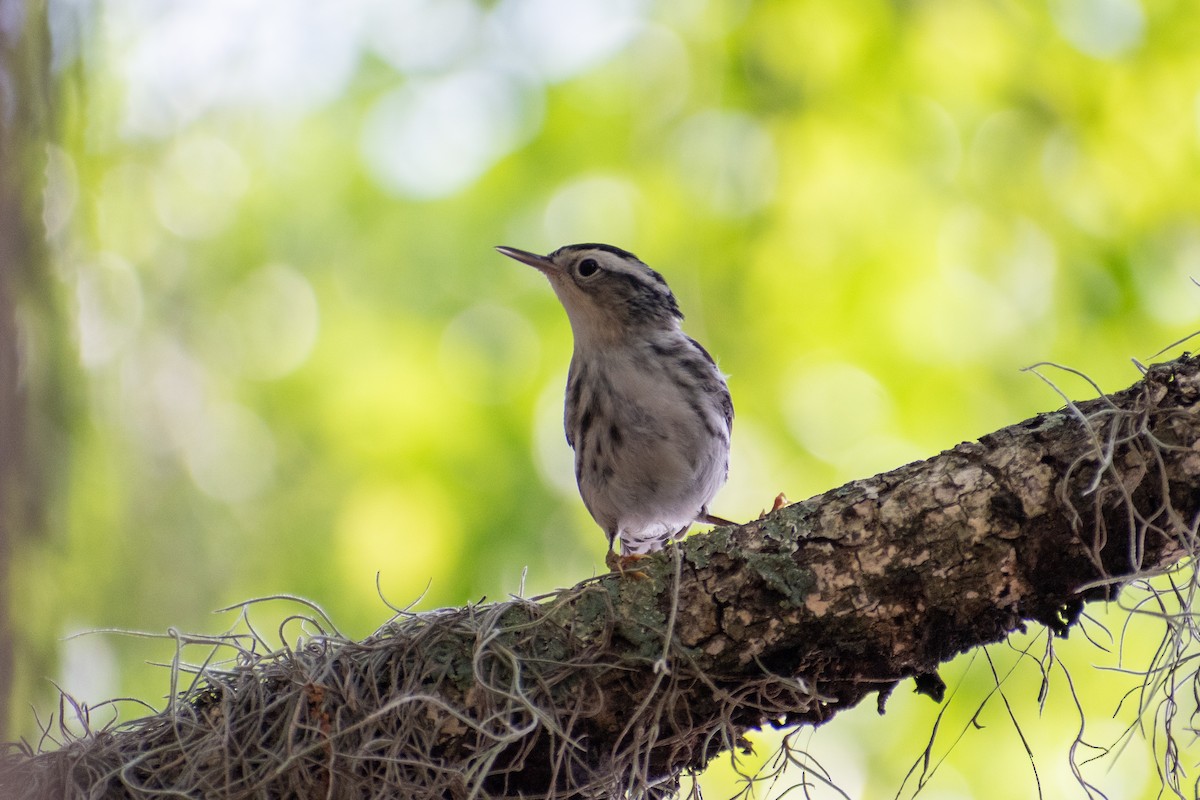 Black-and-white Warbler - ML617663425