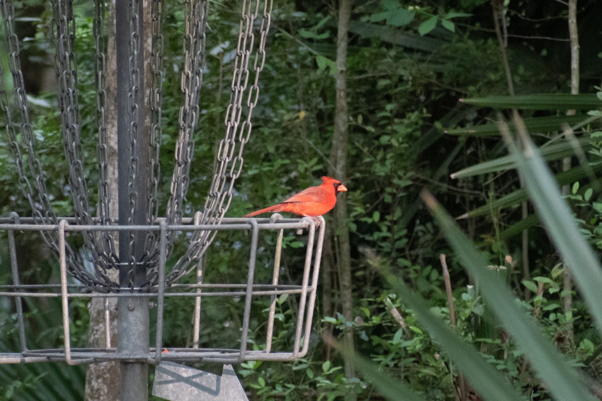Northern Cardinal - Charles Donnelly
