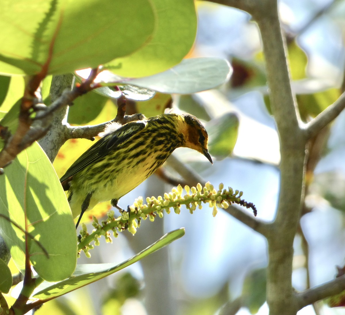 Cape May Warbler - ML617663479