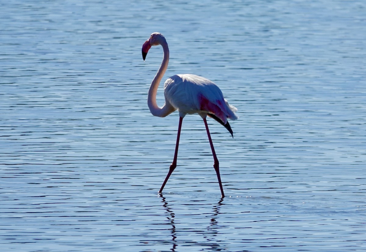 Greater Flamingo - ML617663493