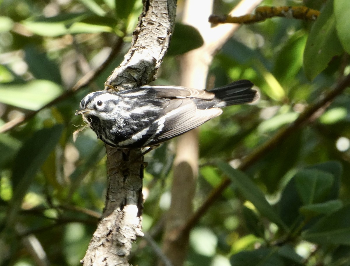 Black-and-white Warbler - Kitty ONeil