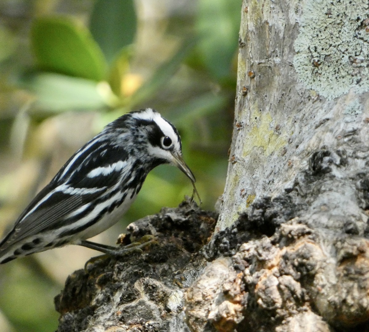 Black-and-white Warbler - Kitty ONeil