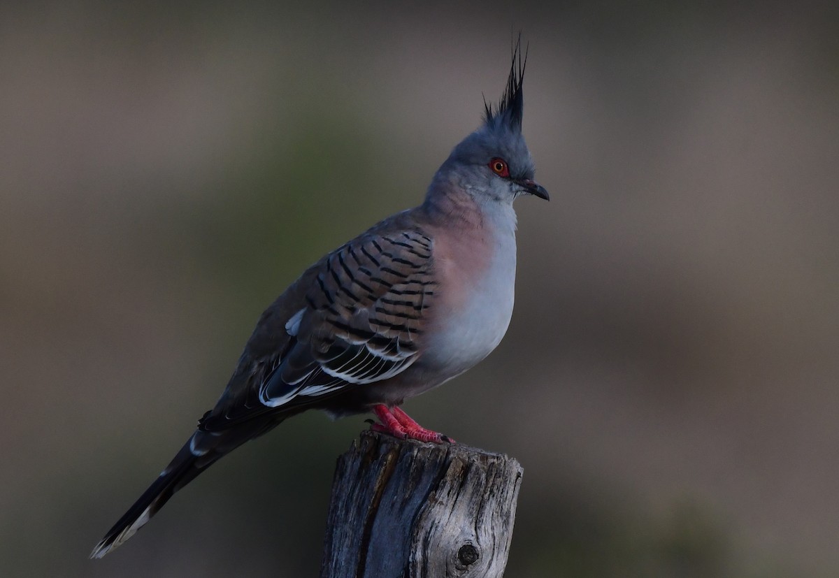 Crested Pigeon - ML617663530
