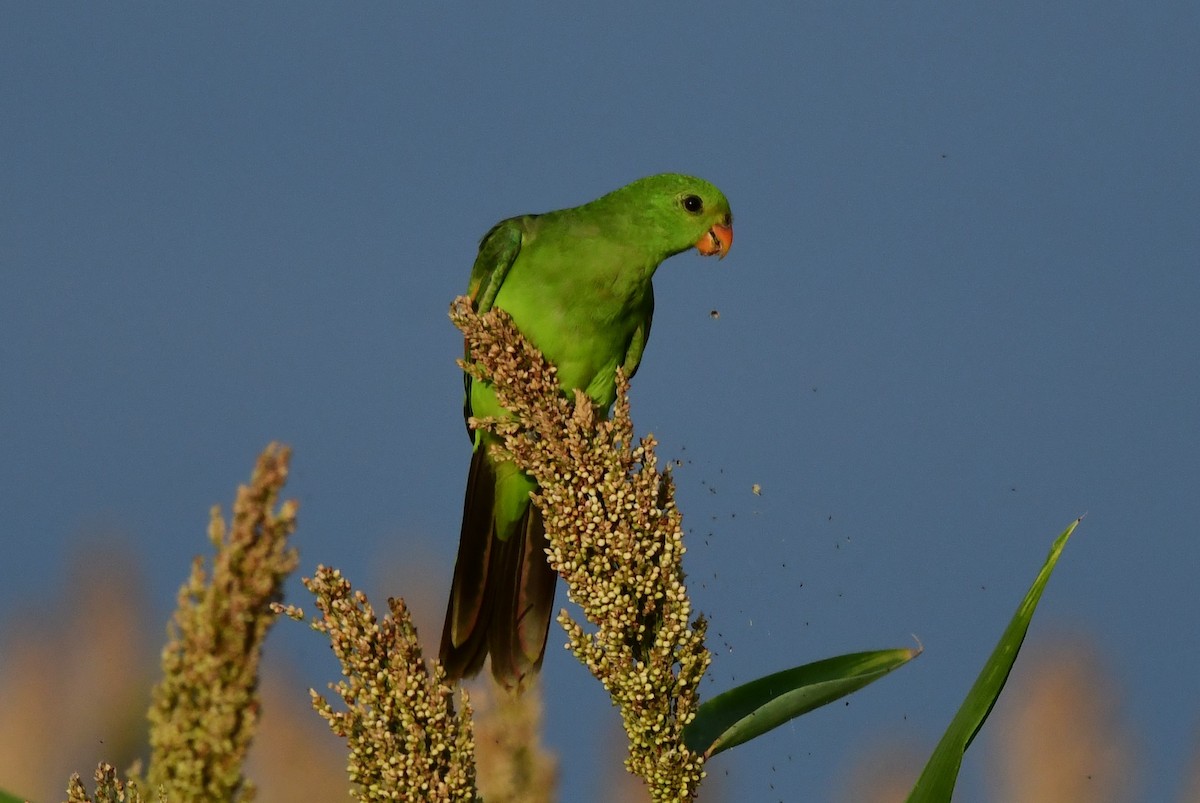 Red-winged Parrot - ML617663573