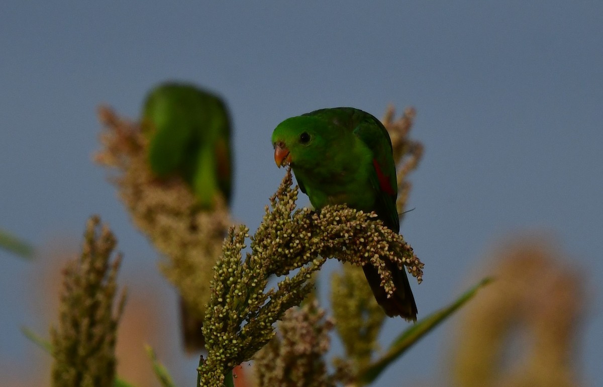 Red-winged Parrot - ML617663585
