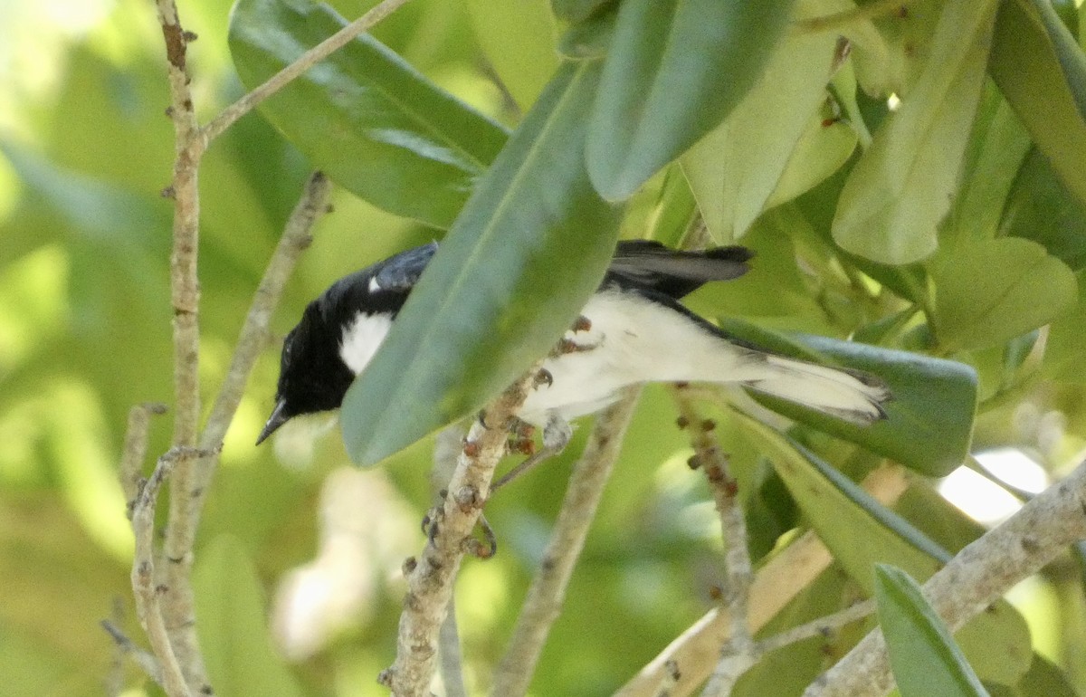 Black-throated Blue Warbler - Kitty ONeil