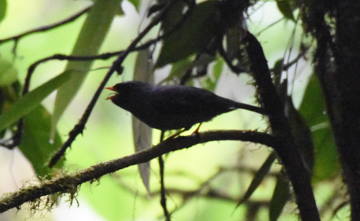 Black-faced Solitaire - ML61766361