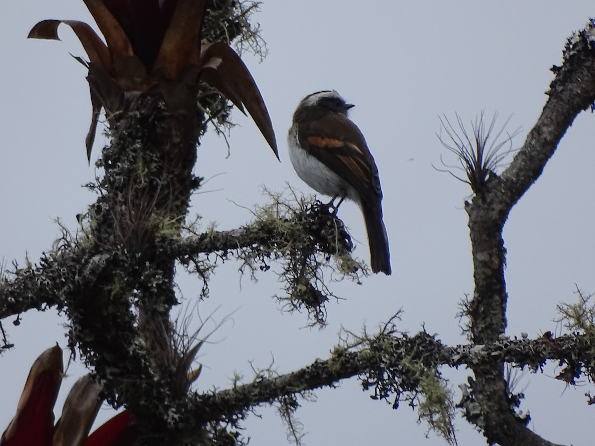 Rufous-breasted Chat-Tyrant - ML617663702