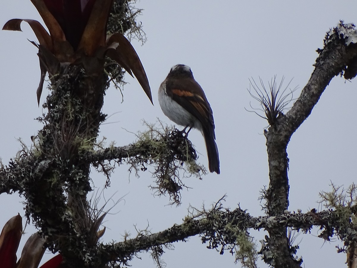 Rufous-breasted Chat-Tyrant - ML617663703