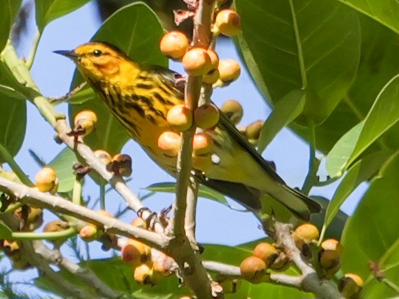 Cape May Warbler - ML617663734