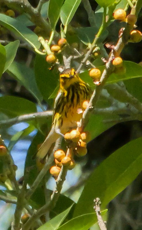 Cape May Warbler - ML617663735