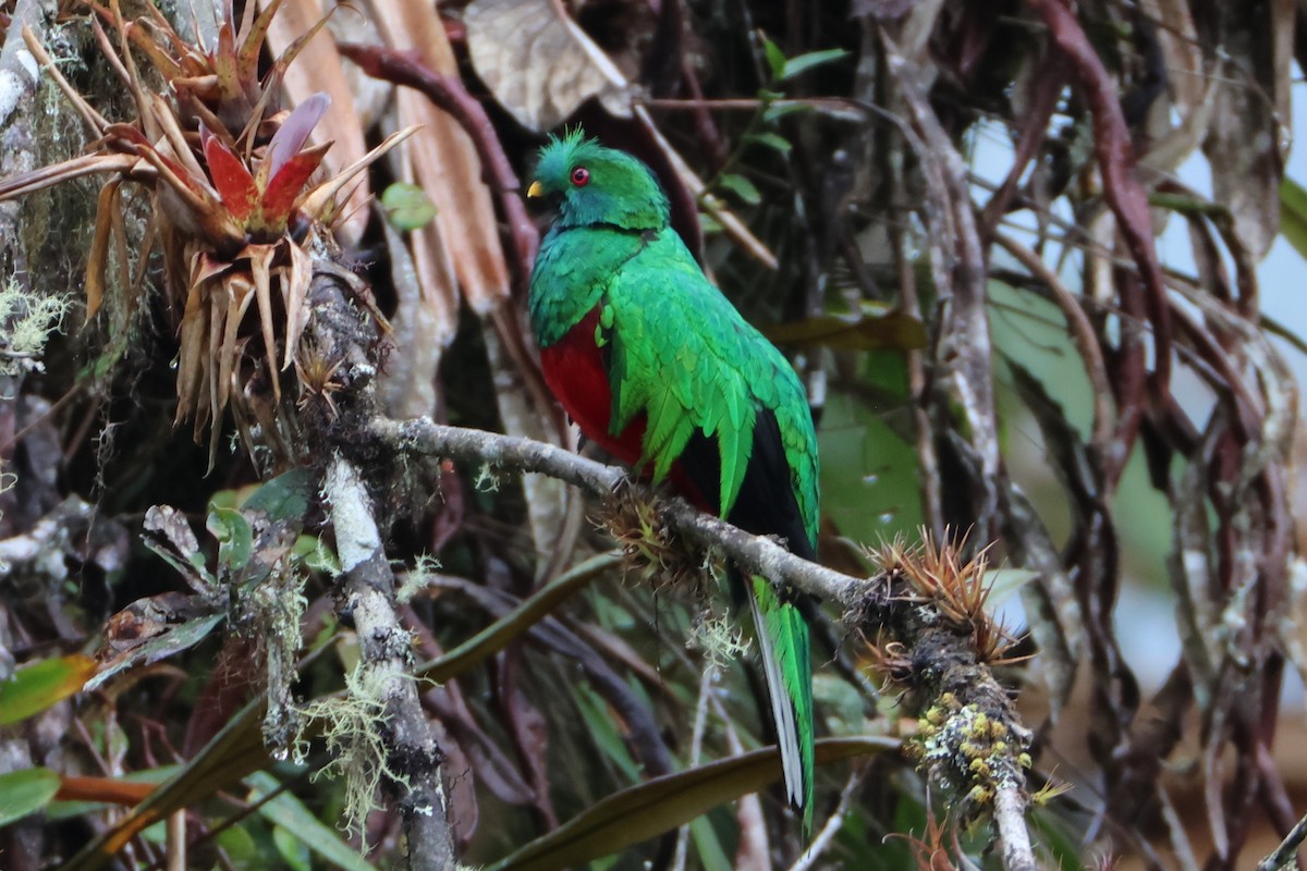 Crested Quetzal - ML617663737