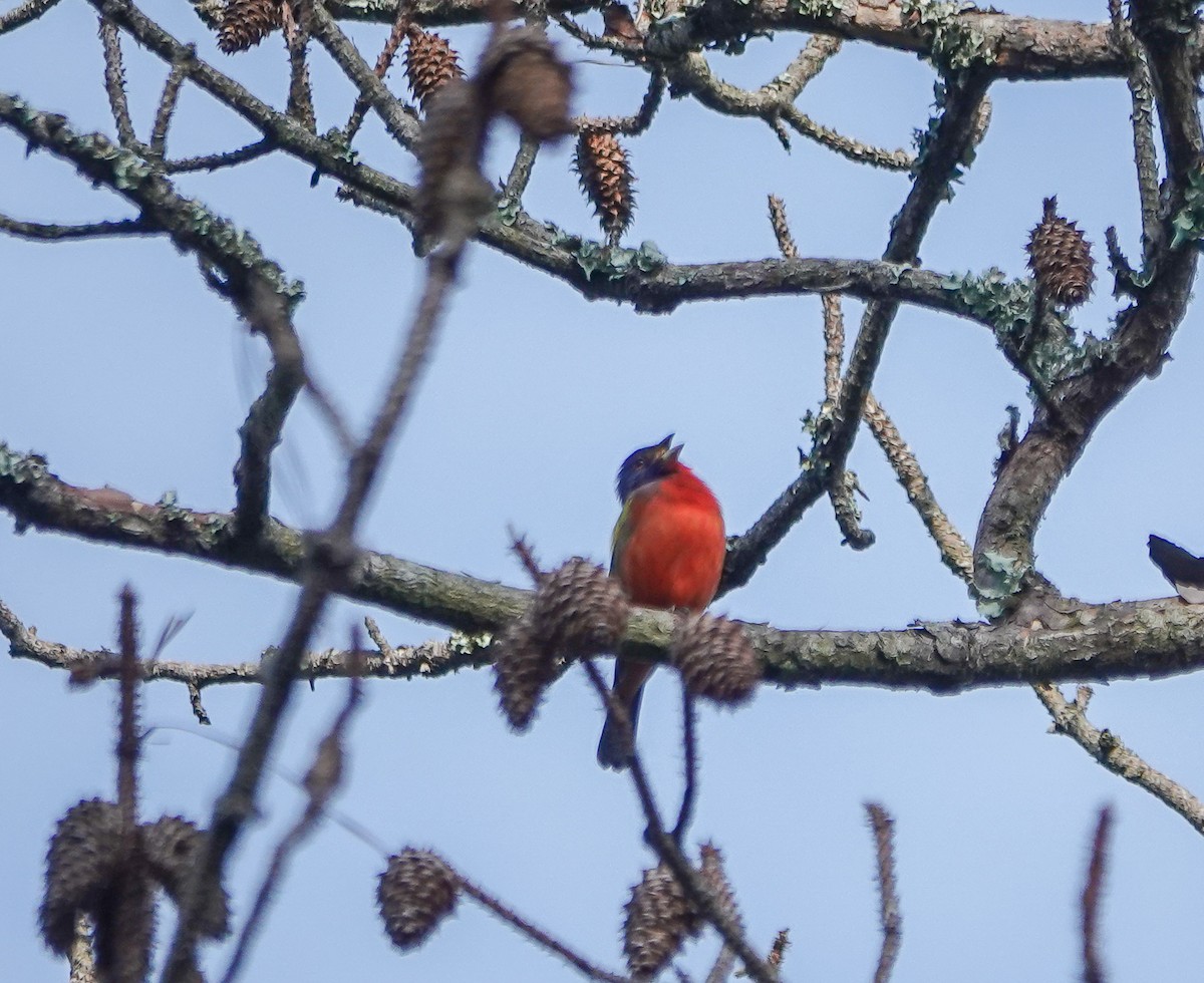 Painted Bunting - ML617663757