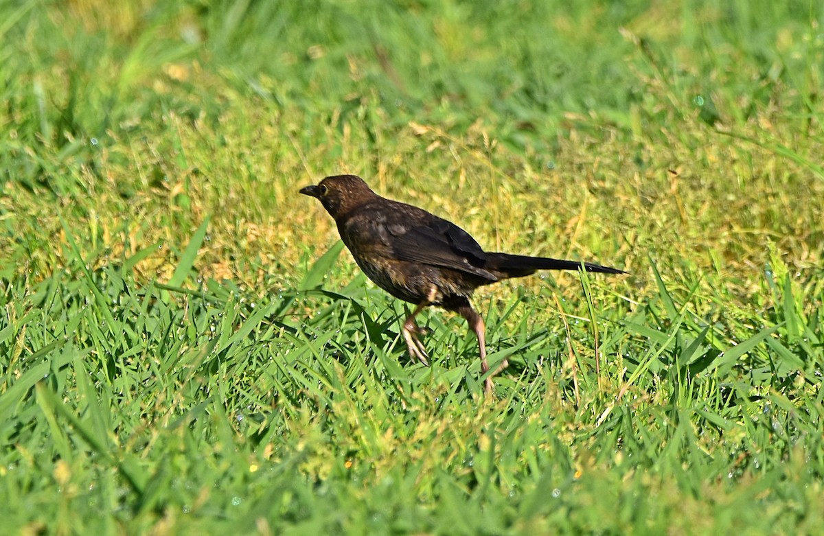 Eurasian Blackbird - ML617663775