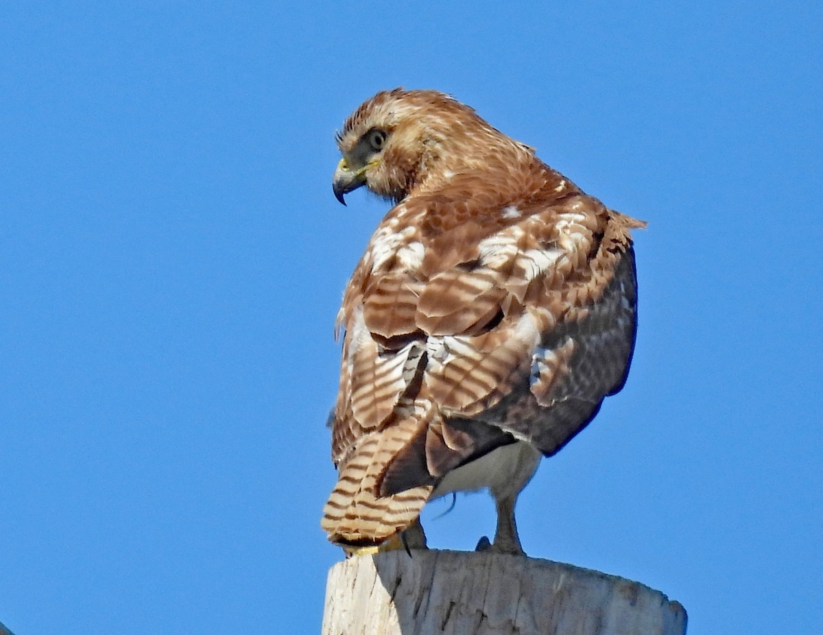 Red-tailed Hawk - ML617663782