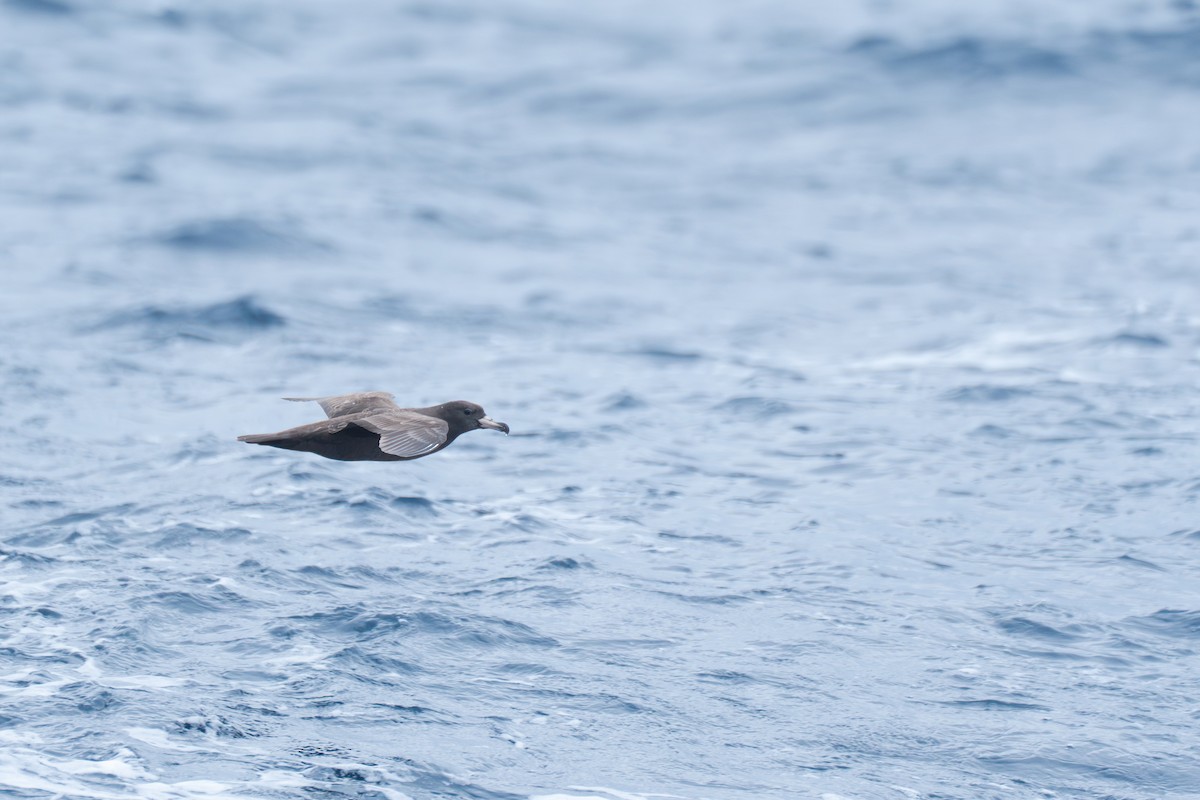 Flesh-footed Shearwater - ML617663934