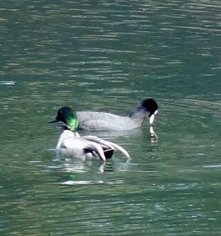 Falcated Duck - Guy Poisson