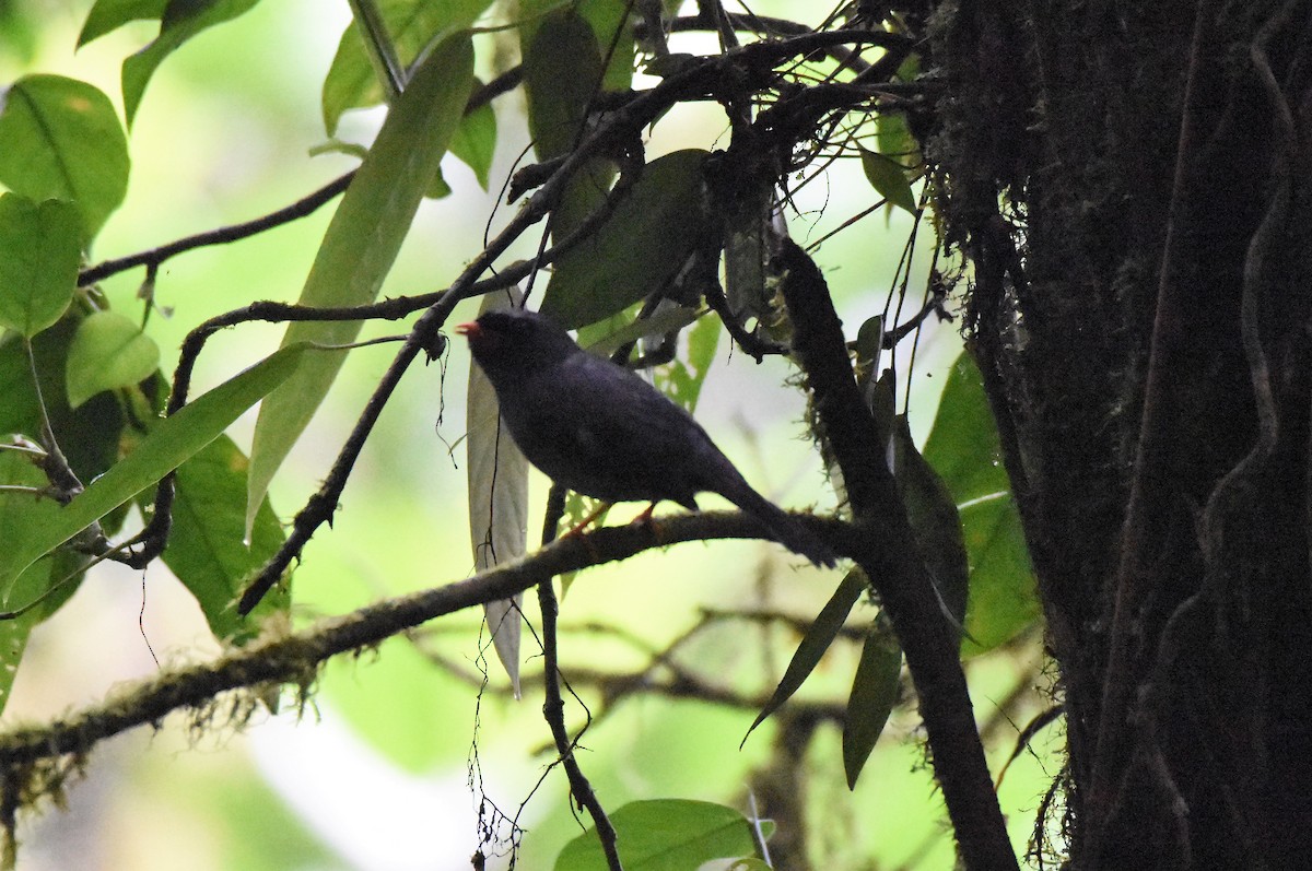Black-faced Solitaire - ML61766401