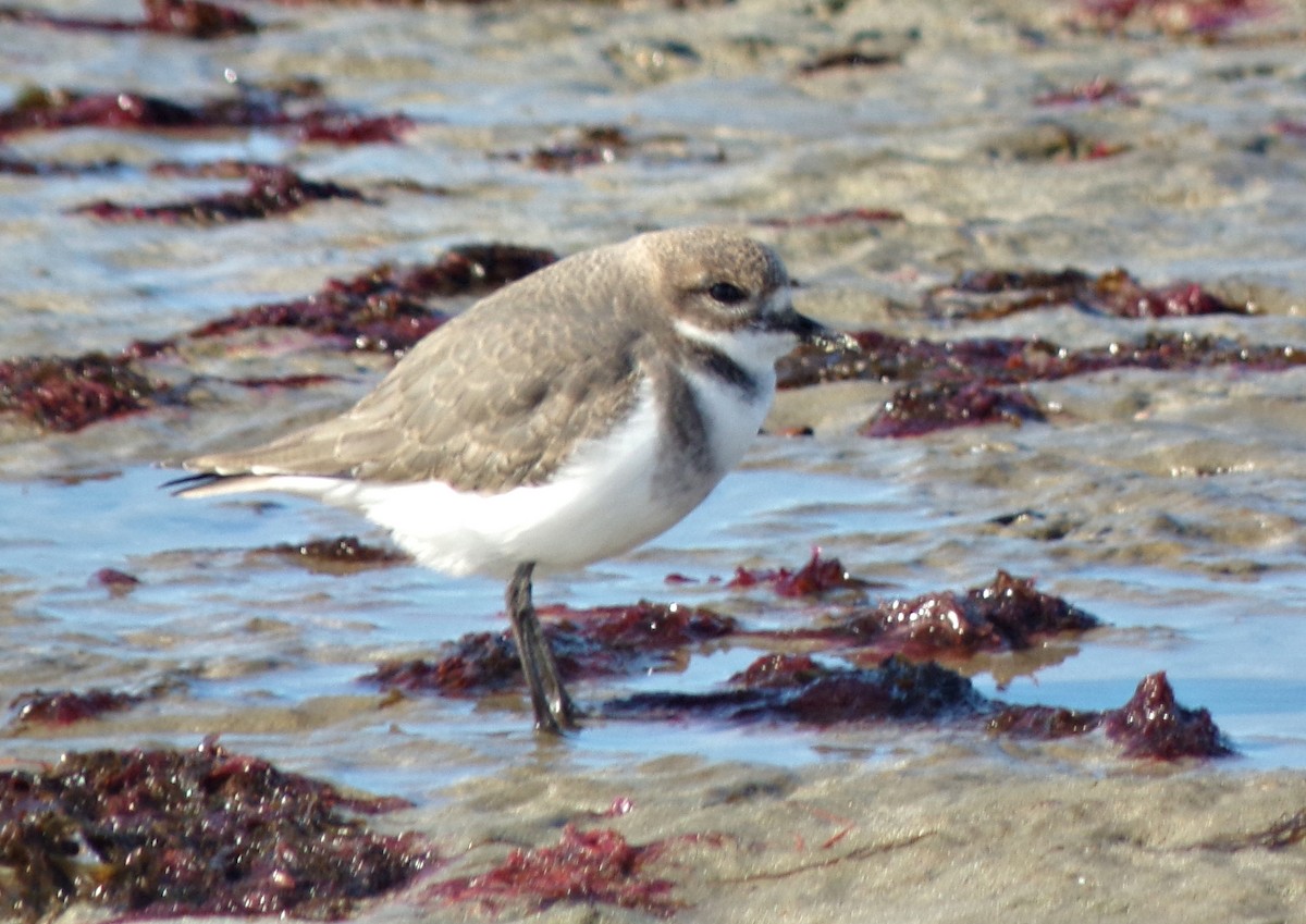 Two-banded Plover - ML617664045