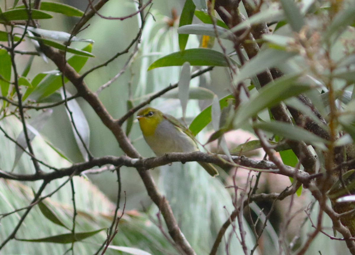 Yellow-throated Woodland-Warbler - ML617664063