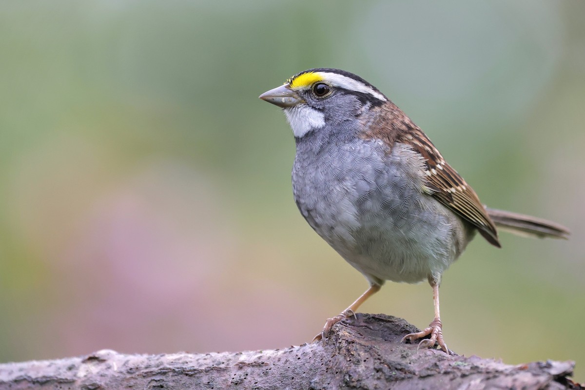 White-throated Sparrow - ML617664165