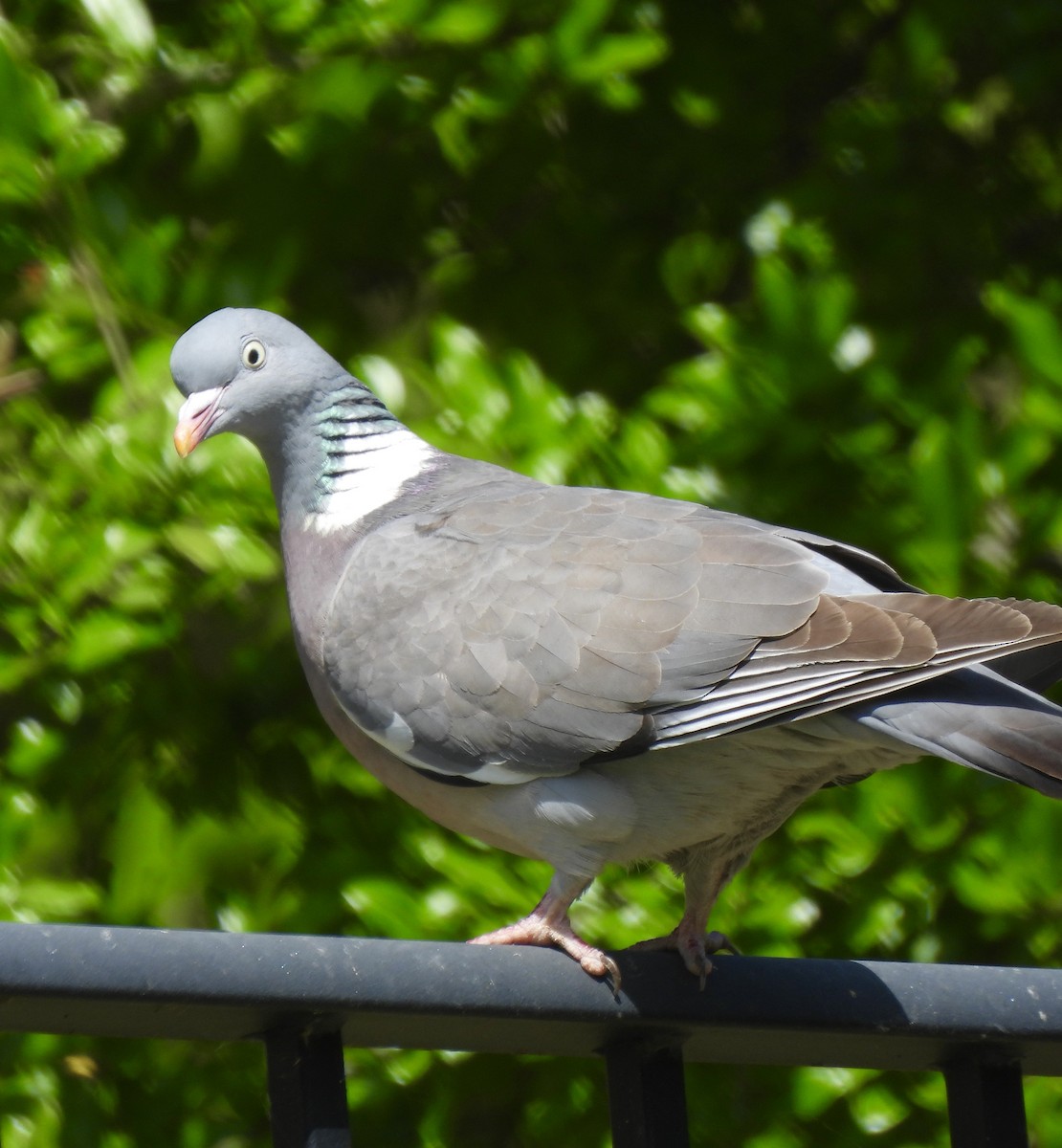 Common Wood-Pigeon - ML617664182