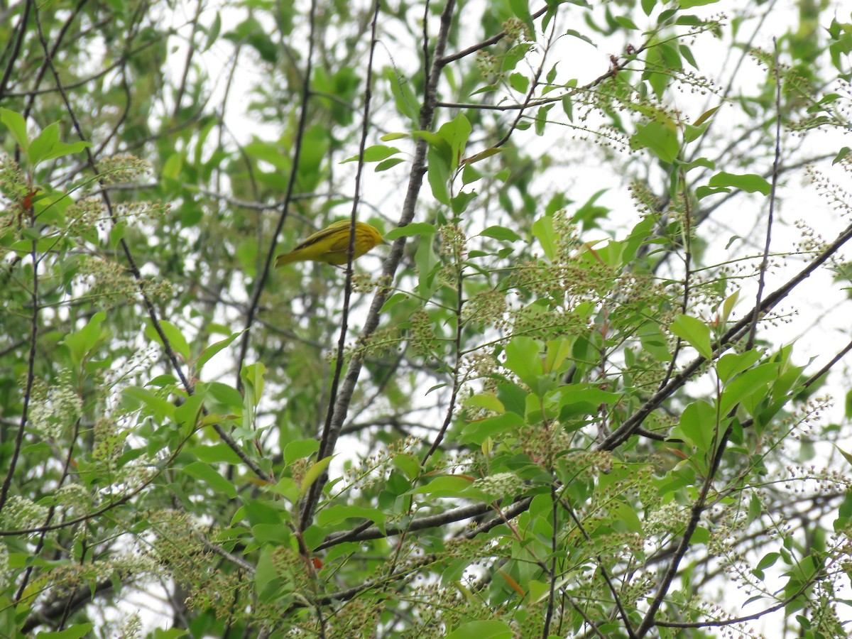 Yellow Warbler - ML617664231
