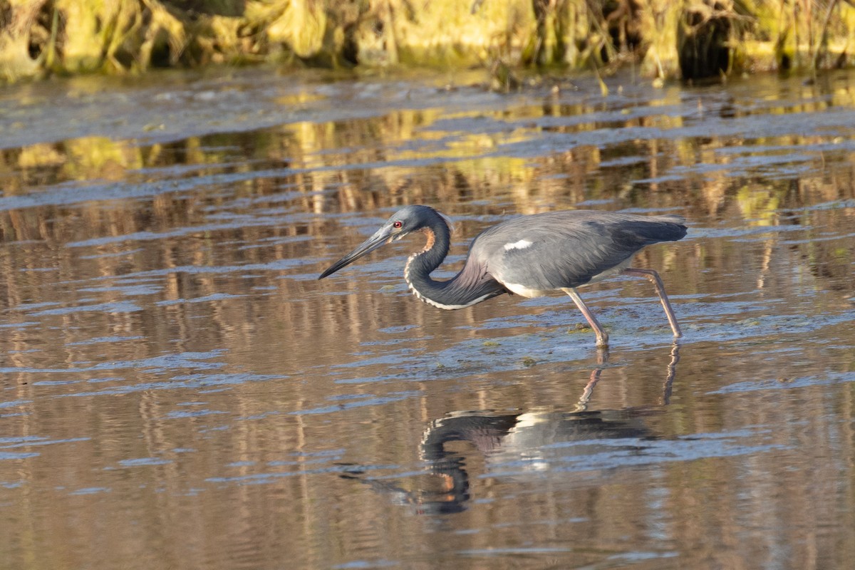 Tricolored Heron - Dixie Sommers