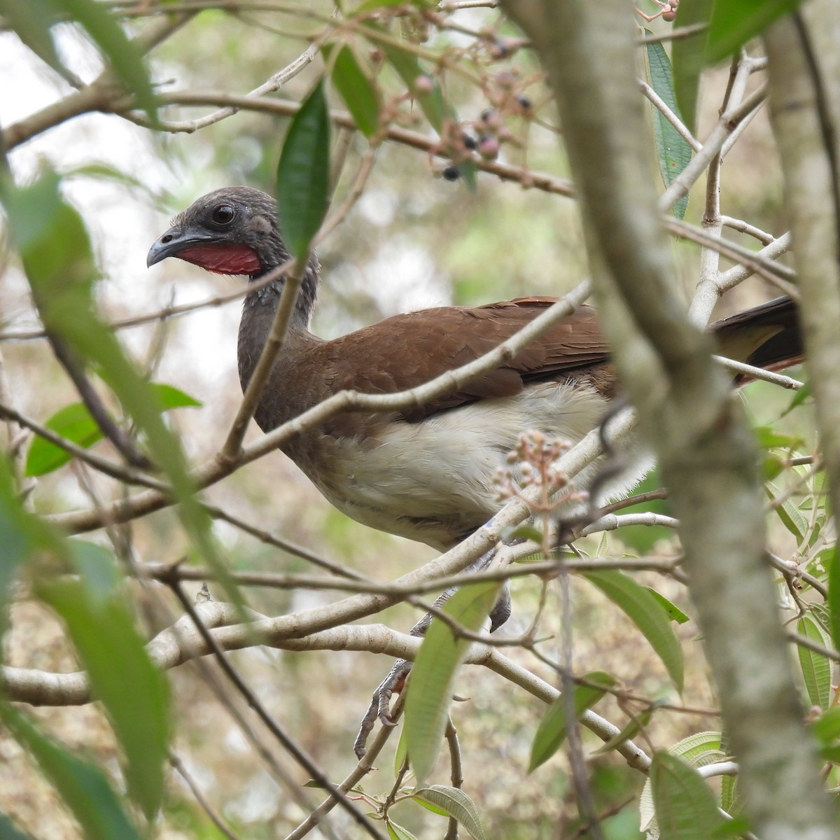 White-bellied Chachalaca - Linda Wallenfang