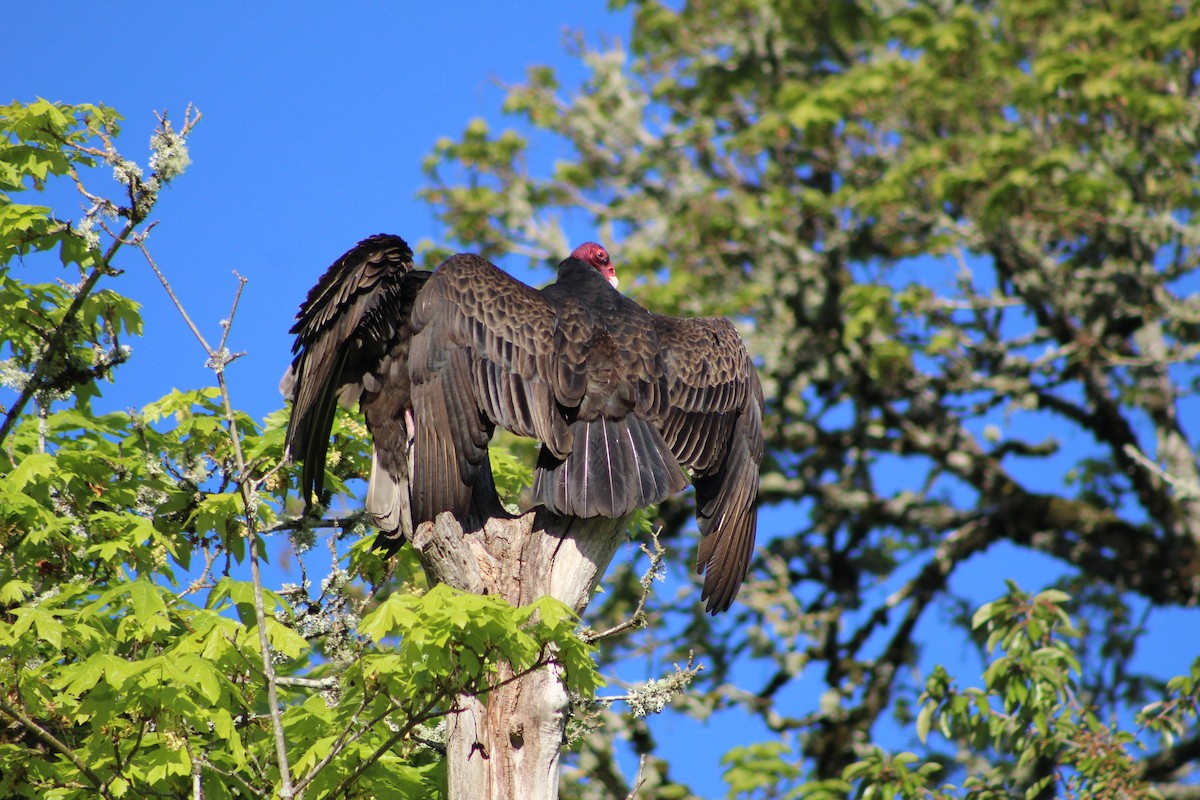 Turkey Vulture - Audrey Gordon